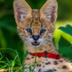 Illustration for article titled ZOMG BABY SERVALS!!!